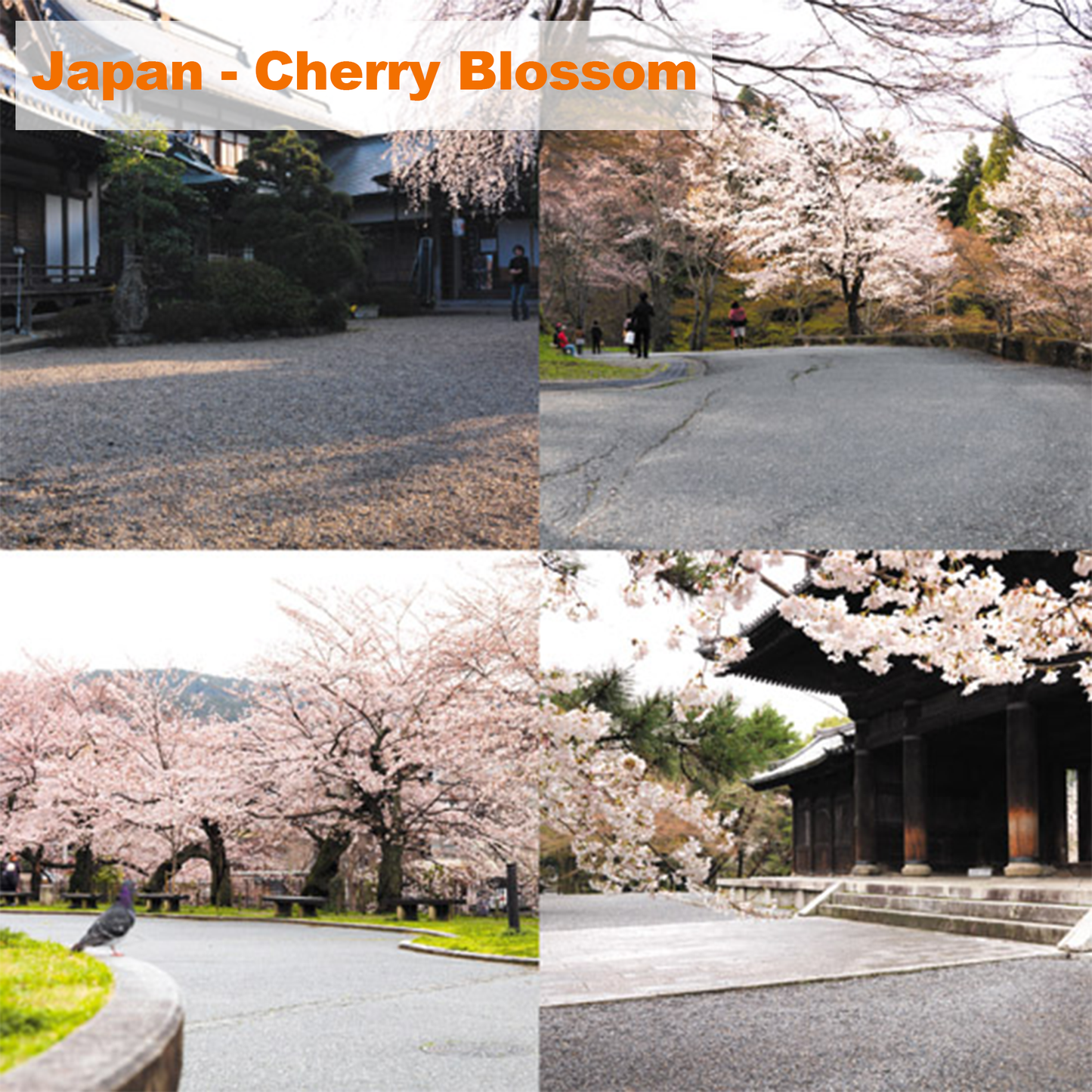 HDRI【No.57 DOSCH HDRI: Japan - Cherry Blossom】