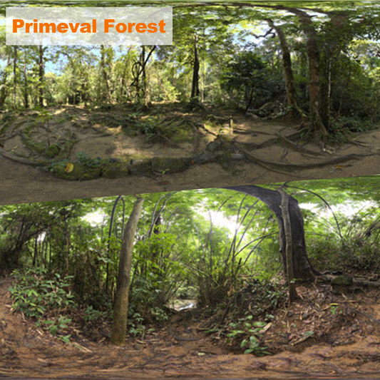 HDRI【No.14 DOSCH HDRI: Primeval Forest】